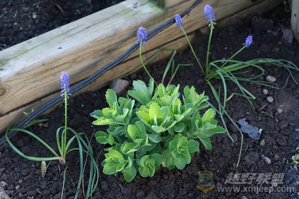 flower_20100516_028.JPG