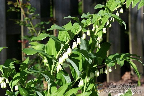 flower_20100516_051.JPG