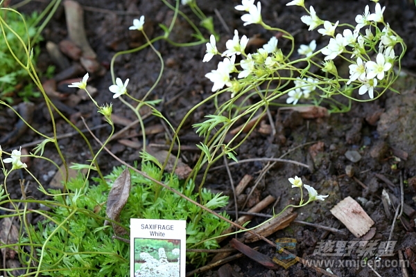 flower_20100516_053.JPG