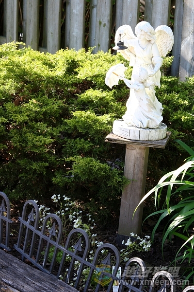 flower_20100516_054.JPG