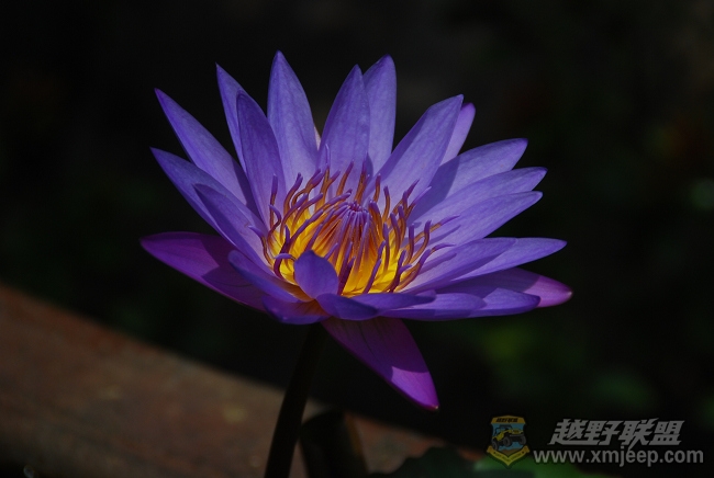 DSC_6096.jpg