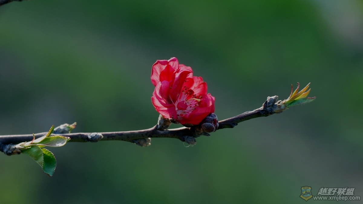 DSC_46800099.jpg