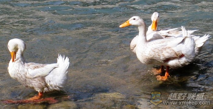 IMG_0029a.jpg
