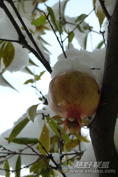 P1050275_С.jpg