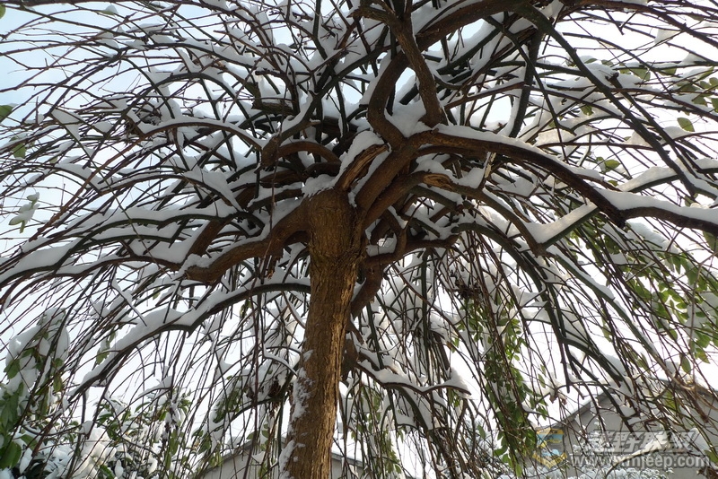 P1050293_С.JPG