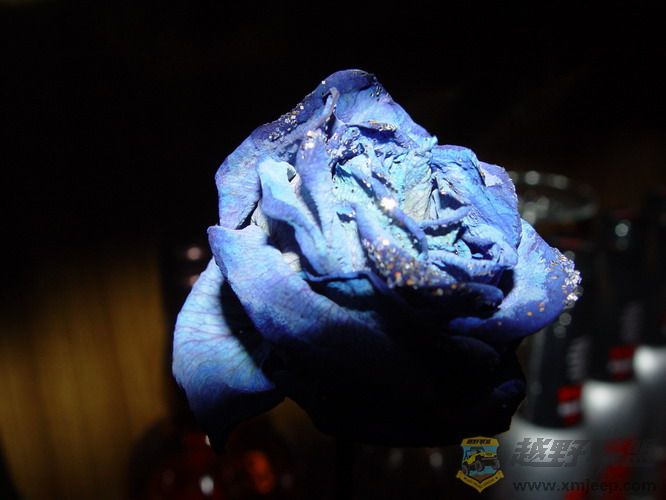 DSC04378_С.JPG