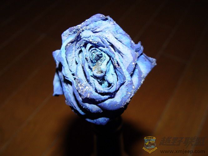 DSC04389_С.JPG