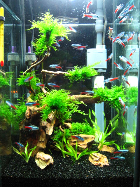 Ƭ 008.jpg