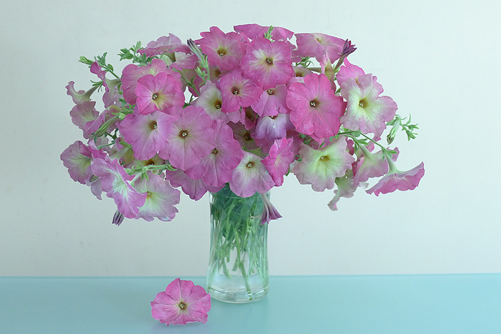 P1000277---.jpg