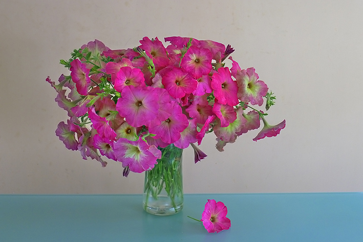 P1000281---.jpg