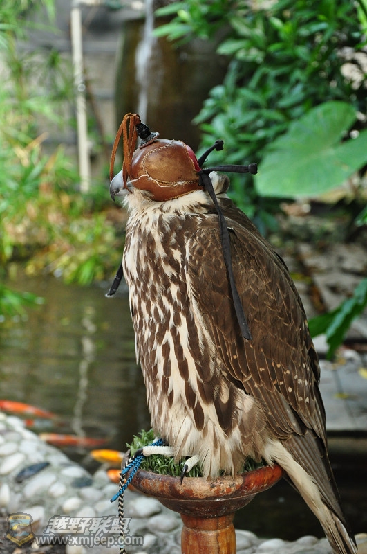 DSC_0443.jpg
