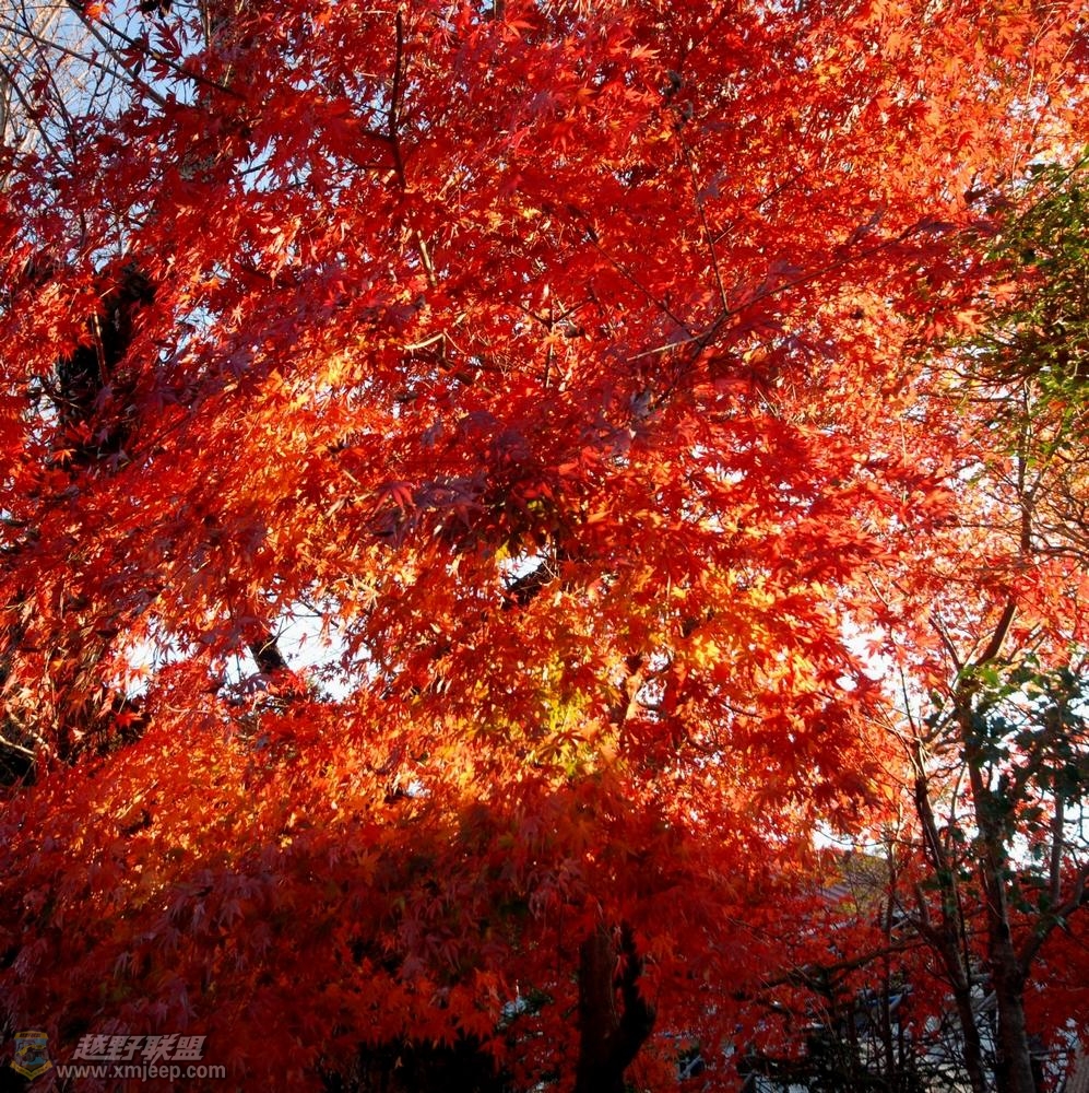 nEO_IMG_DSC_0211.jpg