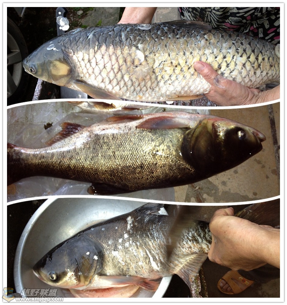 fish.jpg