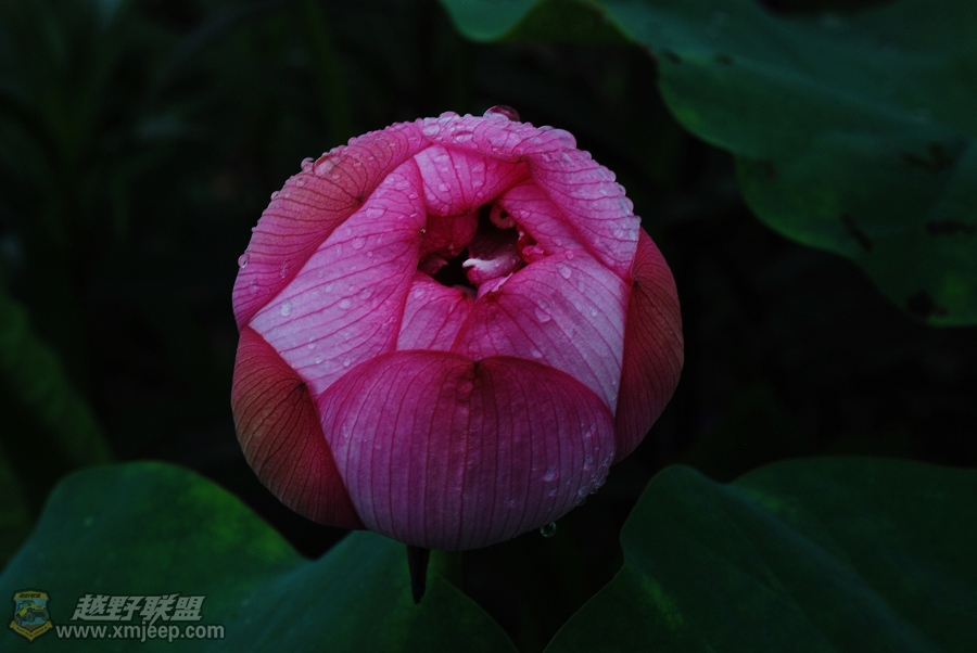 nEO_IMG_1238.jpg