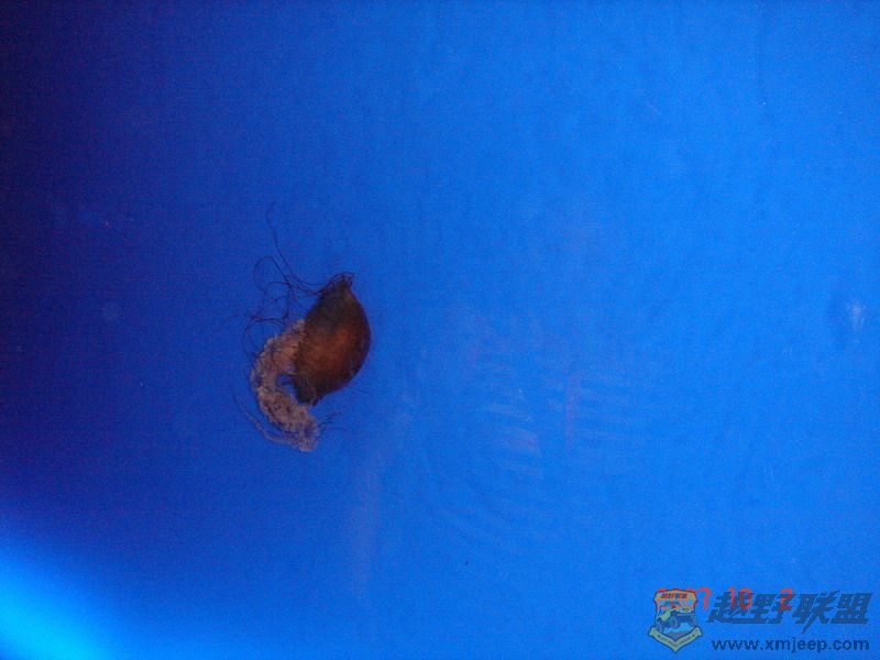 DSC09139_С.JPG