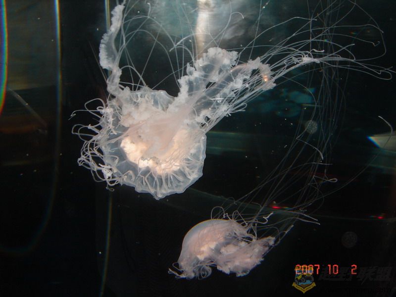 DSC09144_С.JPG