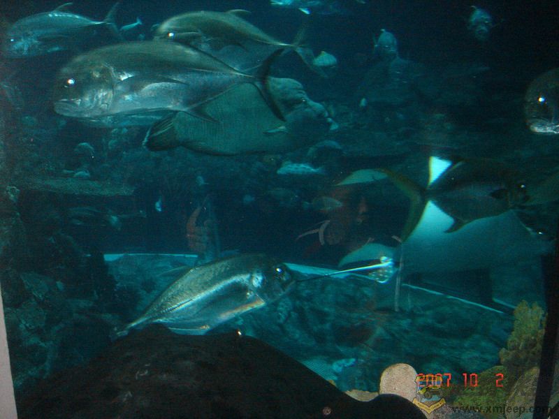 DSC09242_С.JPG